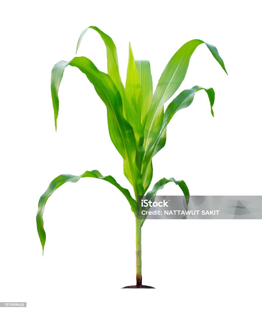 Corn plant isolated on a white background with clipping paths for garden design Corn plant isolated on a white background with clipping paths for garden design. A popular grain crop that is used for cooking or processing as animal food. Agriculture industry is growing today. Corn - Crop Stock Photo