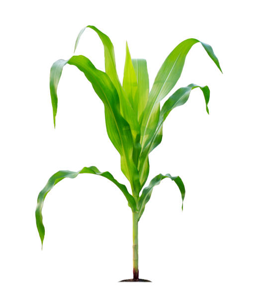 Corn plant isolated on a white background with clipping paths for garden design Corn plant isolated on a white background with clipping paths for garden design. A popular grain crop that is used for cooking or processing as animal food. Agriculture industry is growing today. corn photos stock pictures, royalty-free photos & images