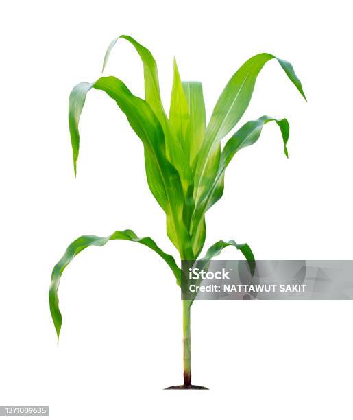 Corn Plant Isolated On A White Background With Clipping Paths For Garden Design Stock Photo - Download Image Now