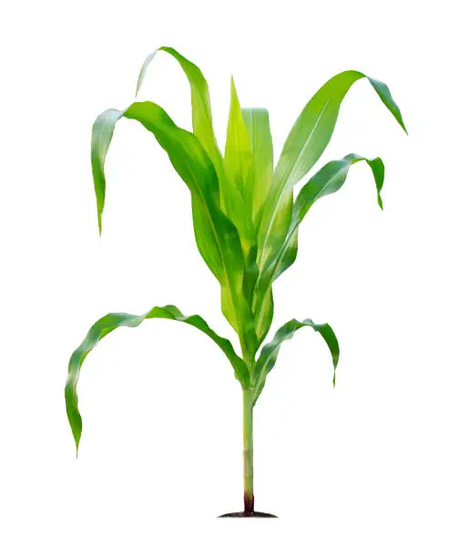 Photo of Corn plant isolated on a white background with clipping paths for garden design
