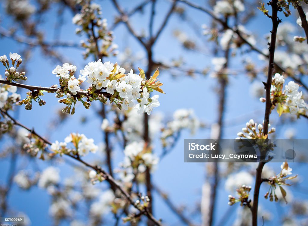 Manzana flores en día soleado - Foto de stock de Aire libre libre de derechos