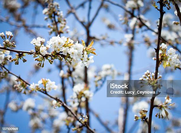 Manzana Flores En Día Soleado Foto de stock y más banco de imágenes de Aire libre - Aire libre, Azul, Belleza de la naturaleza