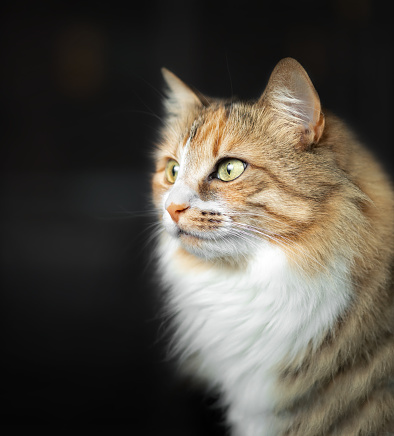 Cute female long hair kitty in front of defocused dark background. Striking asymmetric face markings with yellow eyes. Torbie or calico coloring. Selective focus.