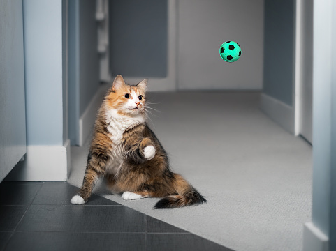 Cat in motion with paw raised, ready to catch the ball in the air. Concept for mental and physical stimulation for pets or cats natural instinct hunting. Selective focus.
