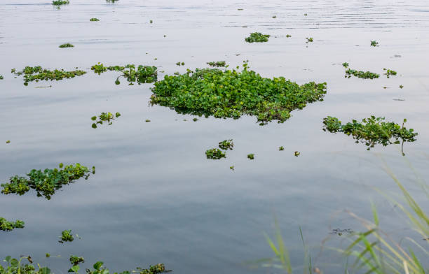 istock Green water hyacinth or eichhornia plant floating over the river 1371010375