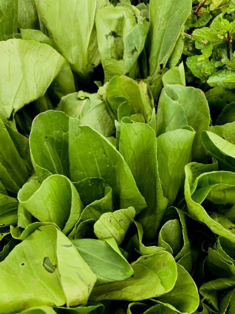 istock fresh vegetables in supermarket 1371010517