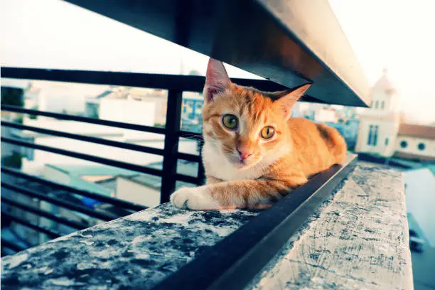 Cute cat lie down among two railing bar of wall with emotion face, lovely pet with big round eyes outside on day