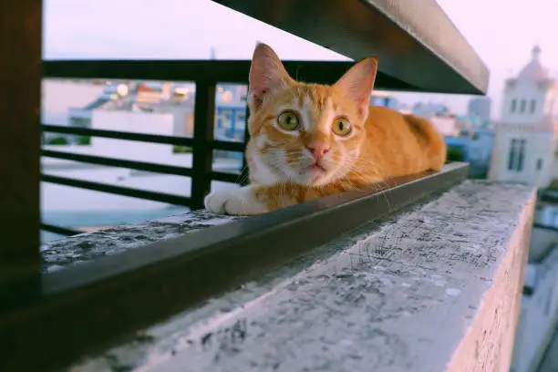 Cute cat lie down among two railing bar of wall with emotion face, lovely pet with big round eyes outside on day