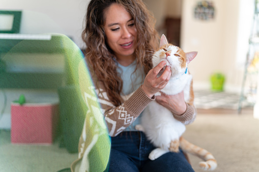 A cute white and orange cat looks happy as his beautiful Columbian owner affectionately scratches his chin. The female pet owner is holding the cat and sitting on the floor in her house. The cat is wearing a blue PetArmor flea and tick collar.