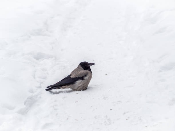 istock Crow in the snow on a winter day close-up 1371012513
