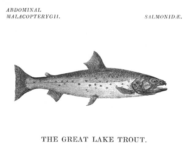 ilustrações, clipart, desenhos animados e ícones de peixe-truta do grande lago - speckled trout