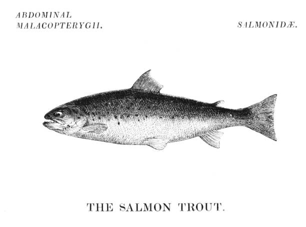 ilustrações de stock, clip art, desenhos animados e ícones de salmon trout fish - trout fishing