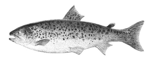 Trout Fish A  trout. Fishing is a rural sport or commercial industry for seafood. Illustrations are Wood-Engravings published in an 1841 nonfiction book about fish. Copyright has expired and is in Public Domain. trout lake stock illustrations
