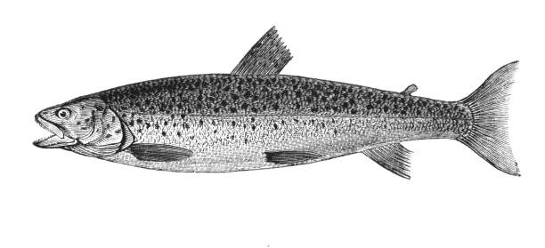 ilustraciones, imágenes clip art, dibujos animados e iconos de stock de pesca de trucha - speckled trout illustrations