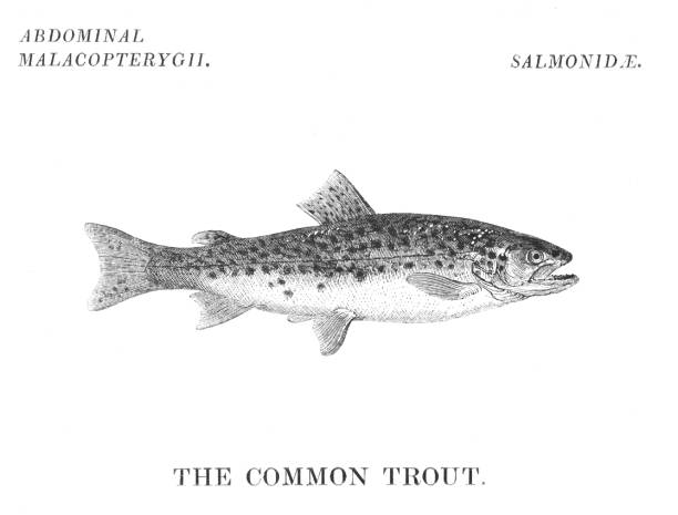 ilustraciones, imágenes clip art, dibujos animados e iconos de stock de pesca de trucha - speckled trout illustrations