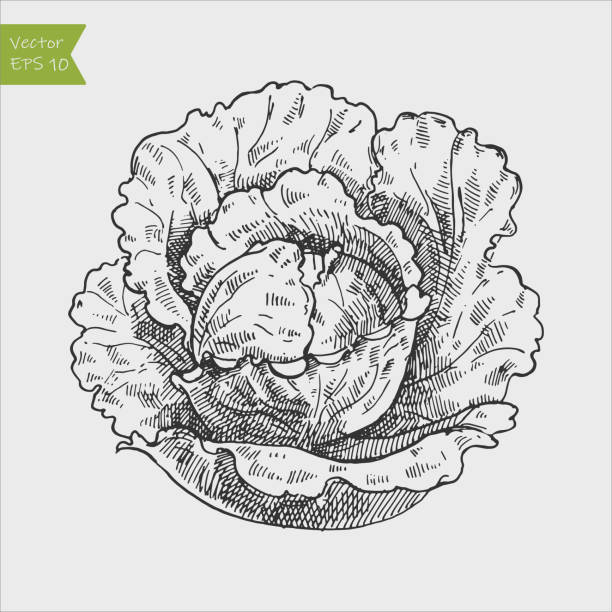 black and white engraved cabbage. vector illustration - marul stock illustrations