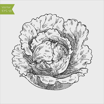 Cabbage hand drawing vintage engraving illustration