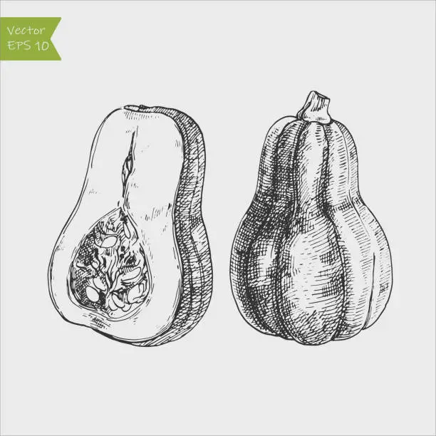 Vector illustration of Black and white engraved butternut squash. Vector illustration