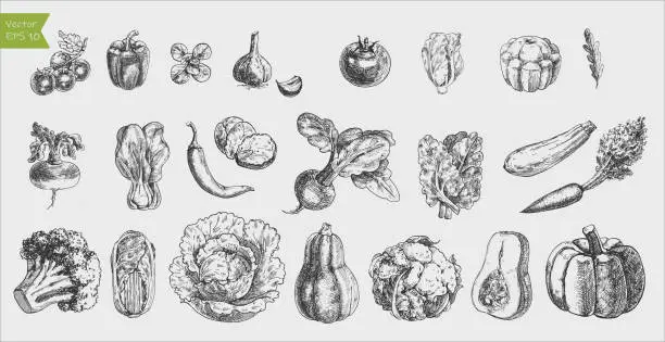 Vector illustration of Black and white engraved vegetables. Vector illustration