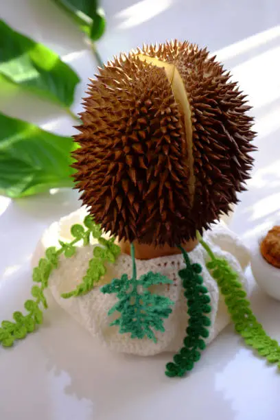 Funny idea concept for gift in mother day or woman day with amazing food flower pot from a durian fruit with green leaf in morning sunlight on white background