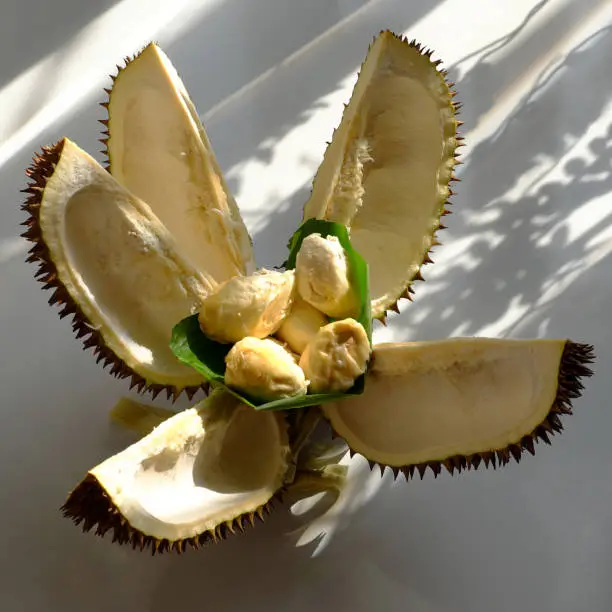 Funny idea concept, amazing food flower pot from durian fruit blooming in morning sunlight on white background
