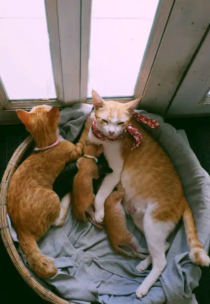 High view orange cat family lay down together in bamboo basket near the door, mother cat, cat sister and four new born kittens breastfeeding