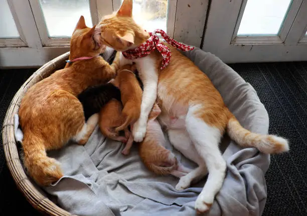 High view orange cat family lay down together in bamboo basket near the door, mother cat, cat sister and four new born kittens breastfeeding