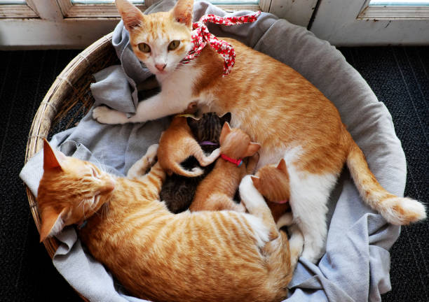 orange katze familie legte sich zusammen in bambuskorb, mutter katze, katze schwester, vier neugeborene kätzchen - women group of people lying down mother stock-fotos und bilder