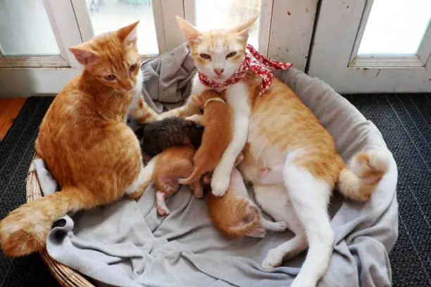 High view orange cat family lay down together in bamboo basket near the door, mother cat, cat sister and four new born kittens breastfeeding
