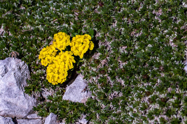 flowers captured in Bohinj valley Slovenia