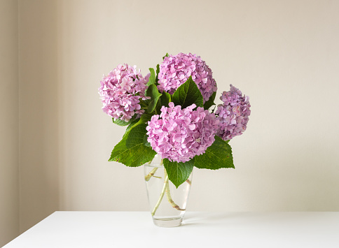 Close up of pink hydrangea flowers in glass vase on white table against neutral wall background (selective focus)