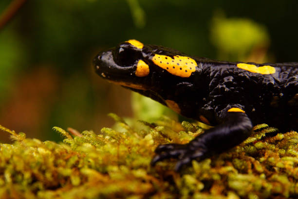 istock Fire Salamander, Salamandra salamandra, Bieszczady Mountains, Carpathians, Poland. 1371016818
