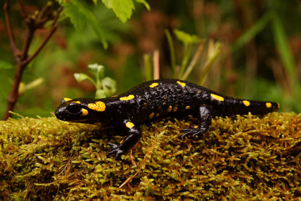 istock Fire Salamander, Salamandra salamandra, Bieszczady Mountains, Carpathians, Poland. 1371017044