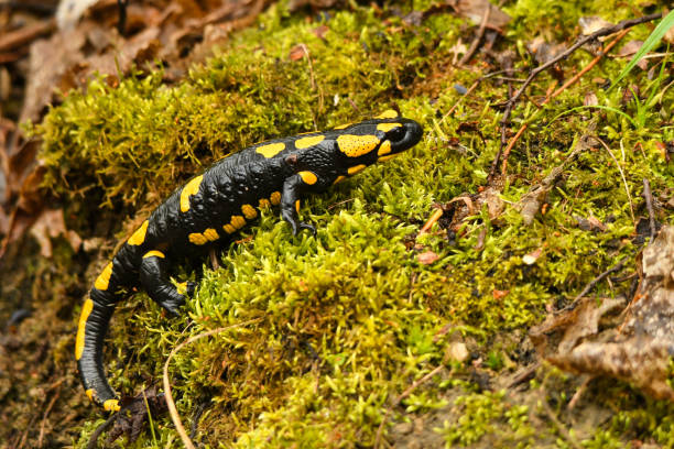 istock Fire Salamander, Salamandra salamandra, Bieszczady Mountains, Carpathians, Poland. 1371017670