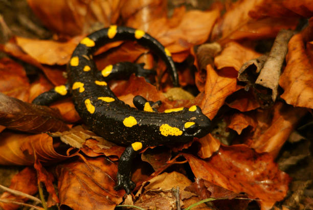 istock Fire Salamander, Salamandra salamandra, Bieszczady Mountains, Carpathians, Poland. 1371017956