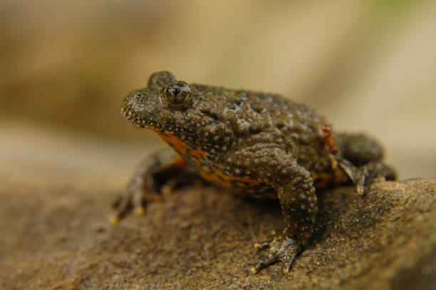 istock Yellow-Bellied Toad on the rock (Bombina variegata), Bieszczady Mountains, Carpathians, Poland. 1371020972