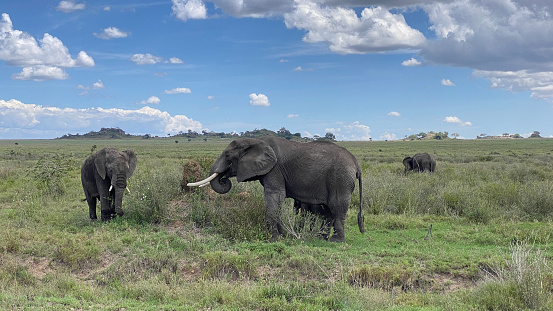A small group of elephants graze on a green field in the Serengeti National Park. Long shot. Safari in Tanzania. The amazing nature of Africa.