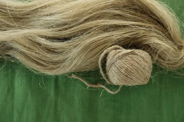 Fibers of natural flax or hemp, tow, and skein. Green canvas. Flax or hemp processing concept. Growing demand for natural fibers. Alternative use.