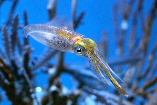 Bigfin reef squid hovering in the saltwater aquarium with blue background. The figure of a blue squid hovering in the water with tentacles extended on the azure back.