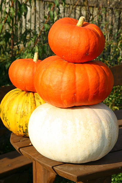 Pile of Pumpkins stock photo