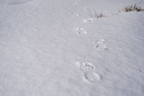 istock Footprints on the snowy ground 1371024167