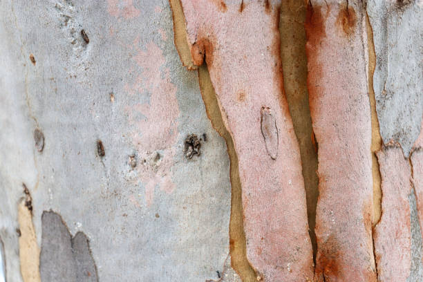 Fragment of the trunk of old eucalypt with layer of the exposed new fresh bark after shed layers of died bark, view close-up in autumn overcast day