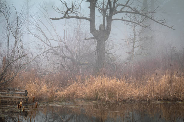 Foggy morning at Beaver Lake park on southern Vancouver Island.