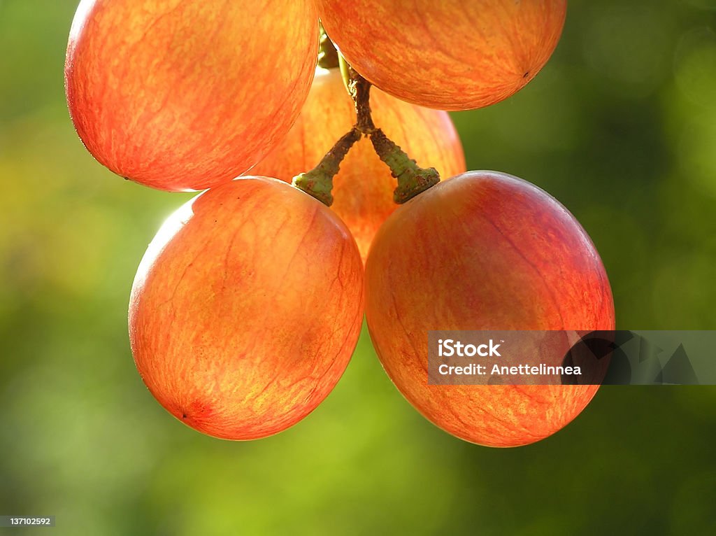 Rojo transparente uvas - Foto de stock de Agricultura libre de derechos