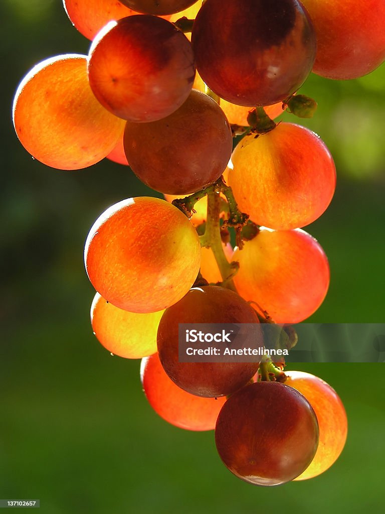 Raisin rouge - Photo de Agriculture libre de droits