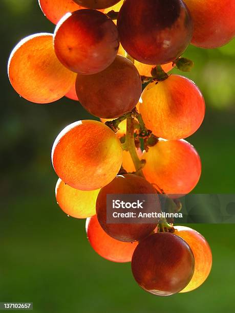 Photo libre de droit de Raisin Rouge banque d'images et plus d'images libres de droit de Agriculture - Agriculture, Aliment, Automne