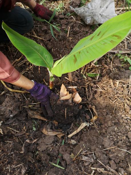 mujer plantando un árbol de plátano plátano fruta verde en el árbol en el jardín fondo de la naturaleza - banana plantation green tree fotografías e imágenes de stock