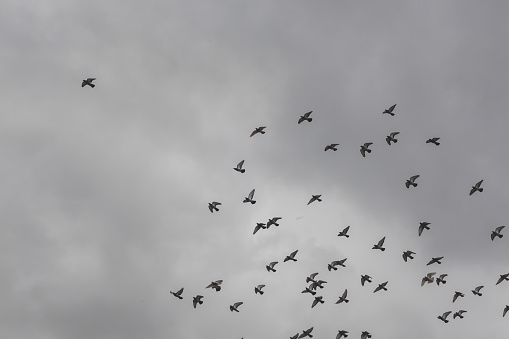 a flock of birds in the sky, pigeons flying in the sky.