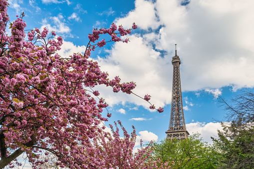 Paris France, city skyline at Eiffel Tower and old building architecture with spring cherry blossom flower