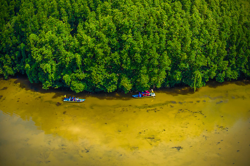 Aerial view of mangrove forest in Vam Sat, Can Gio - Vietnam. Beautiful nature with Tang Bong forest watchtower. Travel concept.